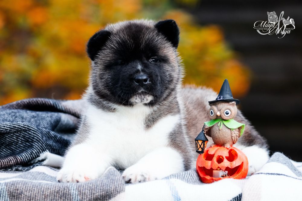 Американська акіта/ американская акита/ american akita