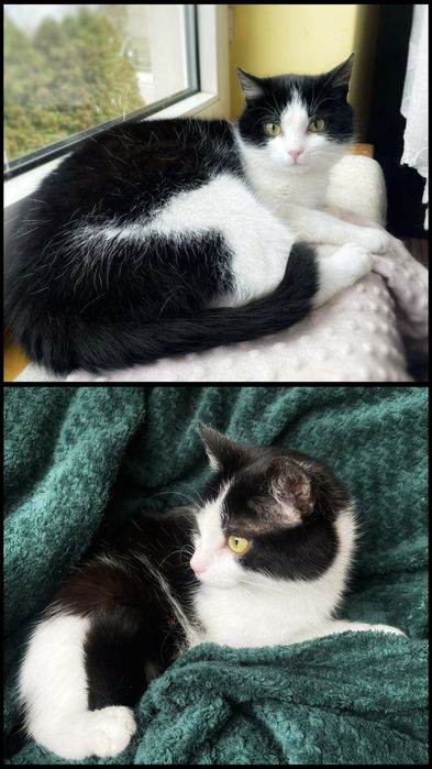 Łagodny Tokio szuka miłości :)