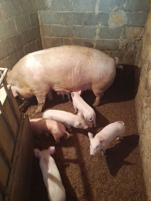 Продаю   поросят.