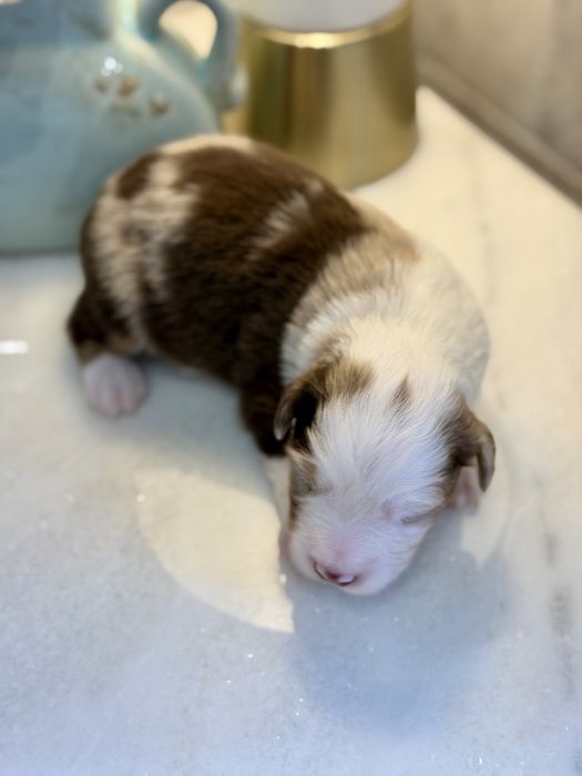 Miniaturowy Owczarek Amerykański pies red merle