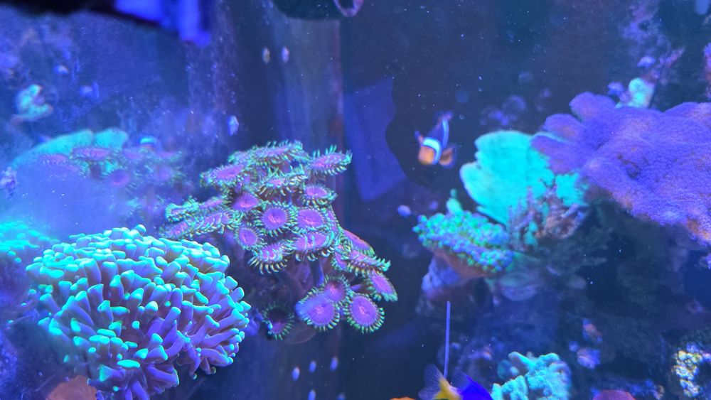 Pack de Corais para Aquário Marinho – 5 Espécies (Zoanthus, Rhodactis Vermelho e escolha))
