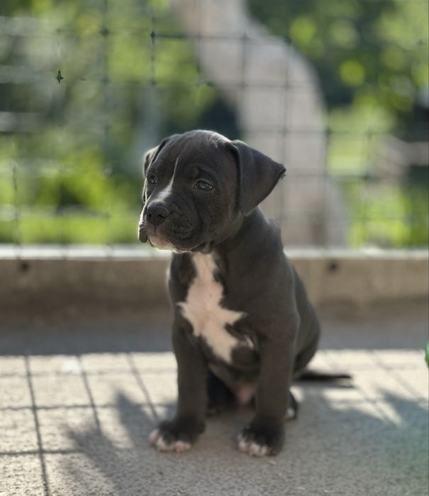 Цуценята АМСТАФФ/АСТ щенки