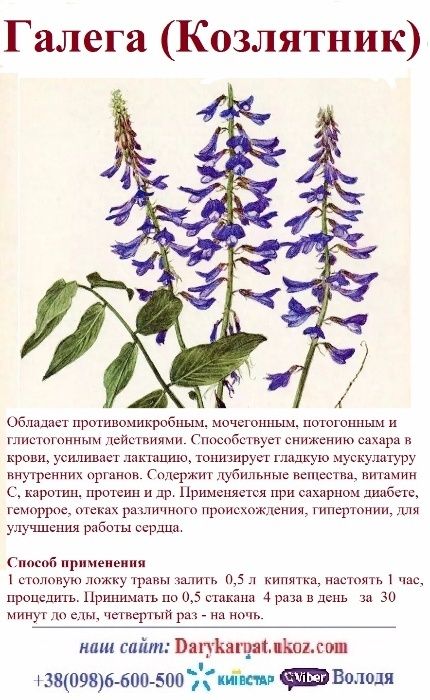 500г.,Галега козлятник при діабеті трава з Карпат