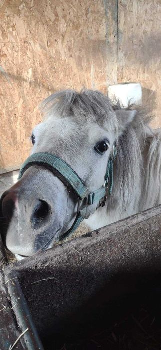 Patryczek - bajkowy kucyk do bezpłatnej adopcji