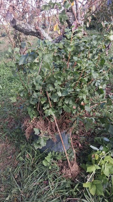 Uva krispa com muita raiz, plantas adultas.