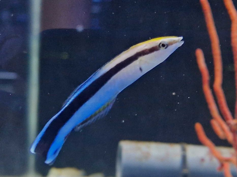 Doktorek Labroides dimidiatus Ryba Akwarystyka morska Poznań