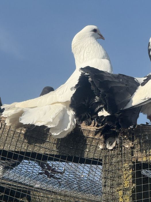 Pawik ,pawiki  ,samce i samice