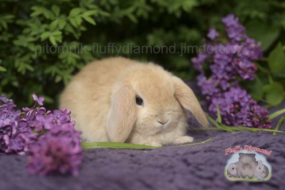 Дівчинка NHD. Рудий висловухий баранчик. "Fluffy Diamond"