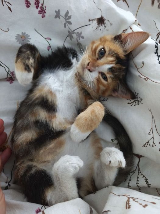 Котенок кошечка трёхцветная.