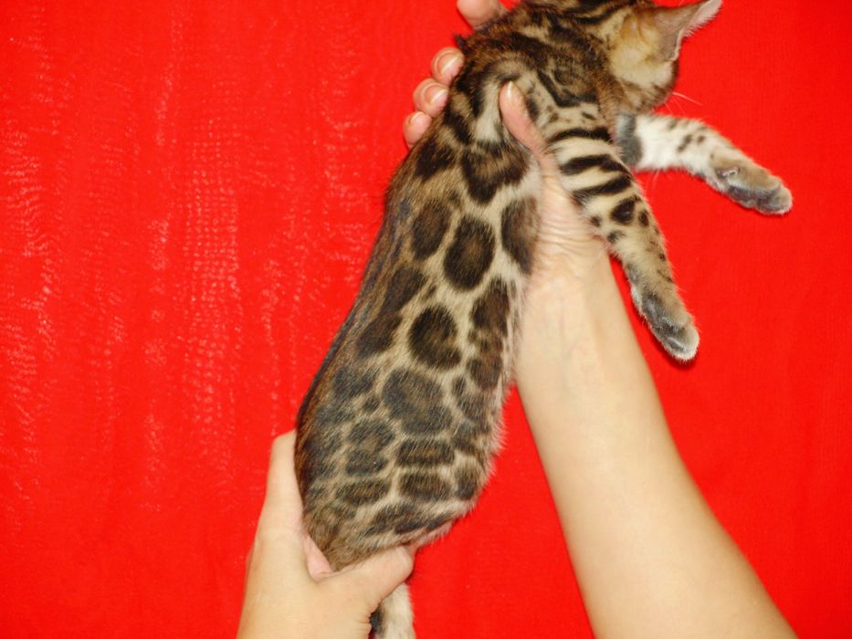 Бенгальські кошенята