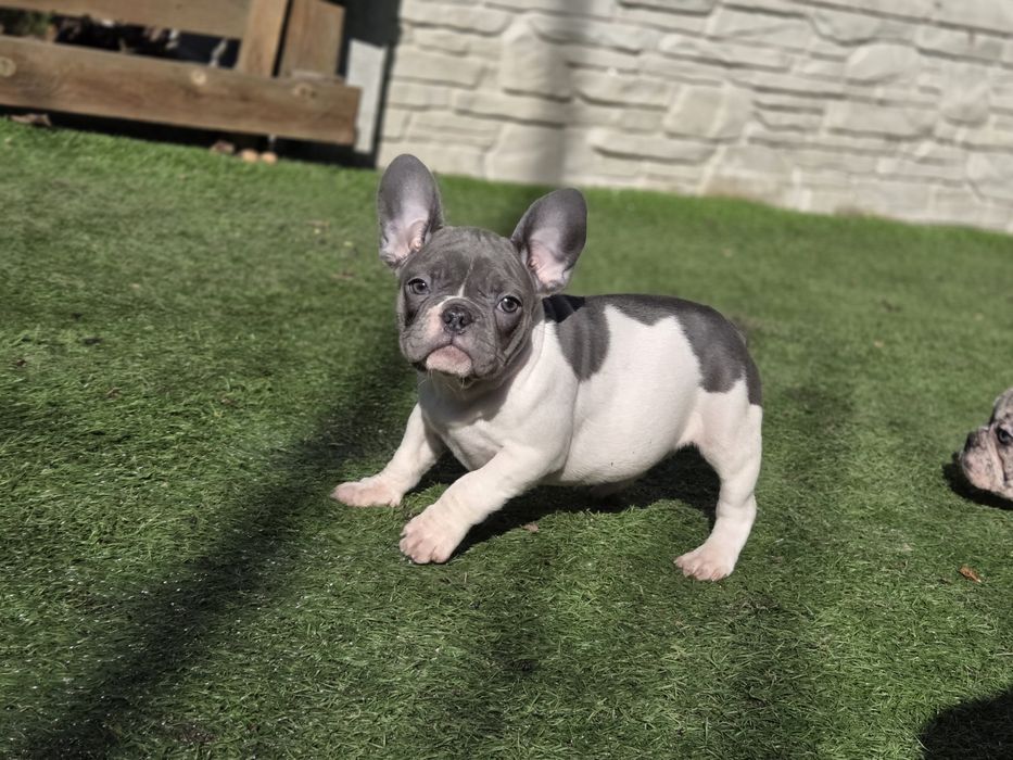 Французький бульдог  малесенька принцеса
