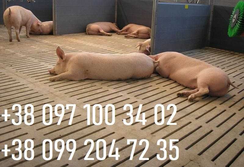 Щілинна бетонна підлога для свиней 1.0, 1.5, 2.0, 2.5, 3.0 м