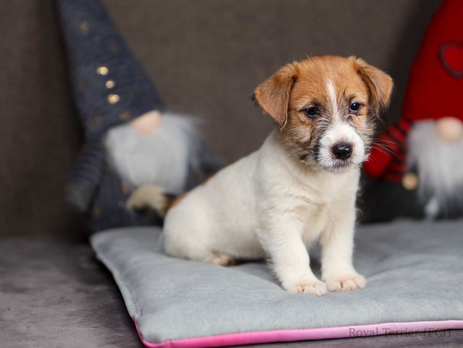 suczka Jack Russell terrier ZKWP/FCI szorstkowłosa po Championach