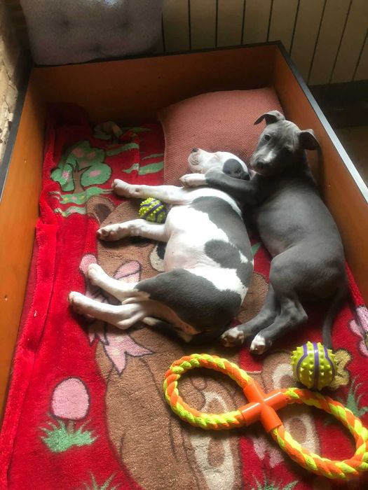 Стафаширський Американський Тер'єр