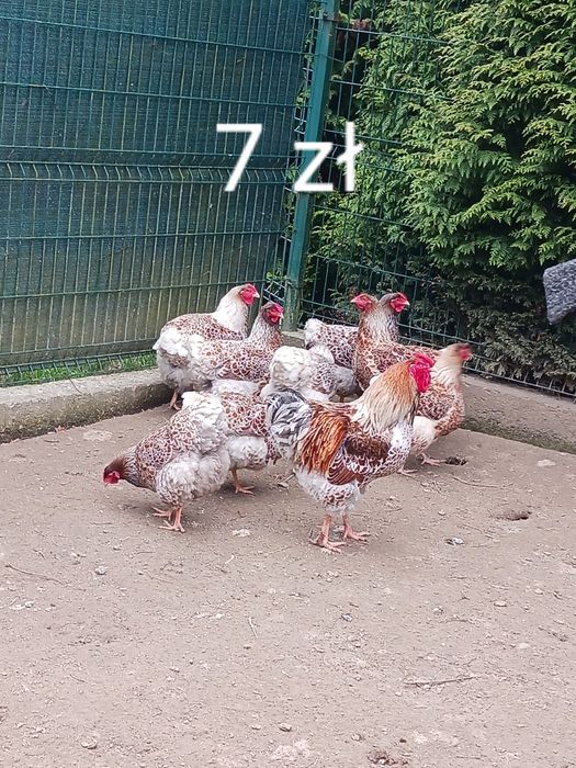 Jaja lęgowe wayandotte/włoszka