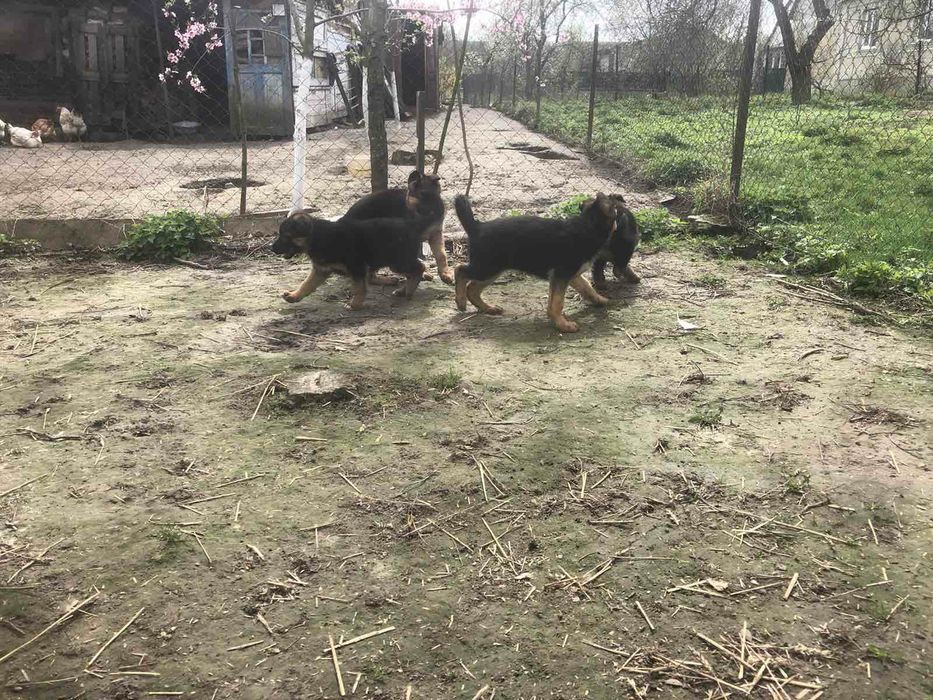 Цуценята німецької вівчарки