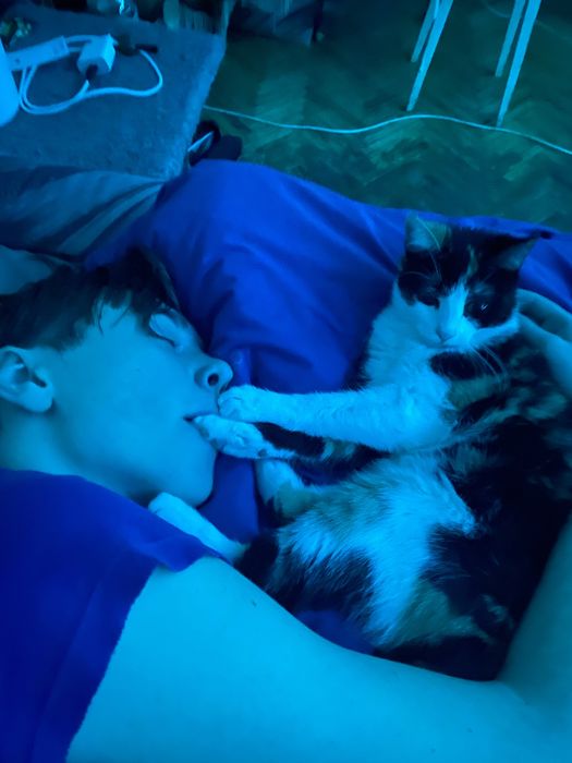 Зникла кішка