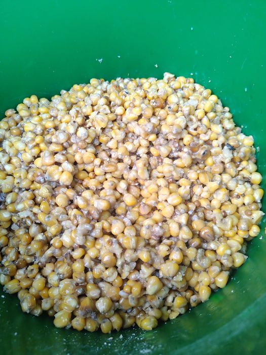 Kukurydza gotowana/fermentowana 20 kg