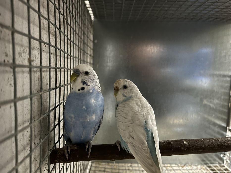 Casais de periquitos