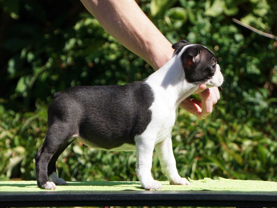 Suczka Boston Terrier - ZKwP/FCI o/Wrocław