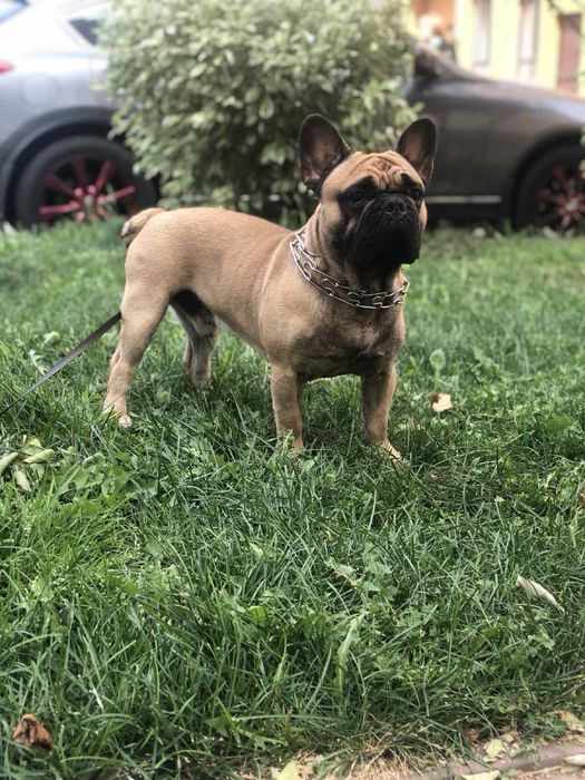 Вязка французский бульдог