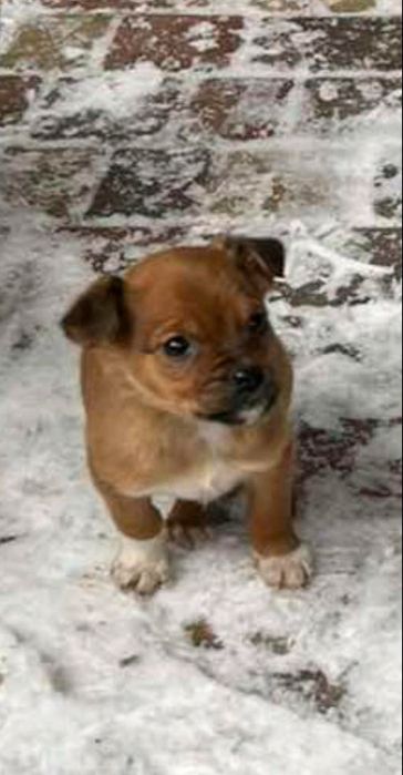 Цуценятка у хороші руки