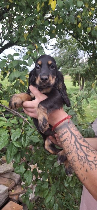 Cocker Spaniel Angielski podpalana suczka