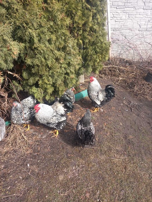 Яйця інкубаційні Віандот срібло