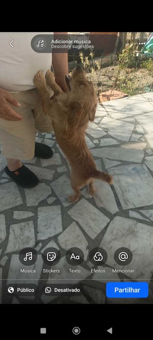 OFEREÇO ESTE CAÕZINHO TEM 4 ANOS , meigo e amigo de crianças