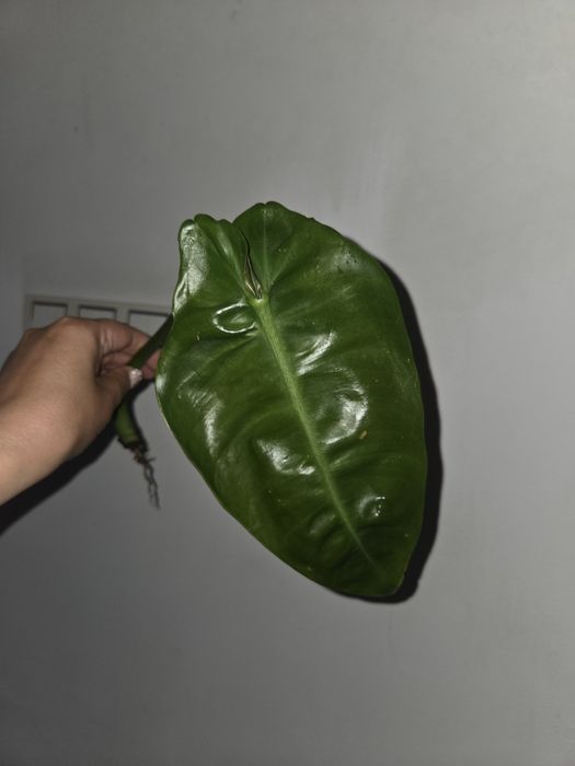 Filodendron sp. 'Napo'/ Napo Glaucous)