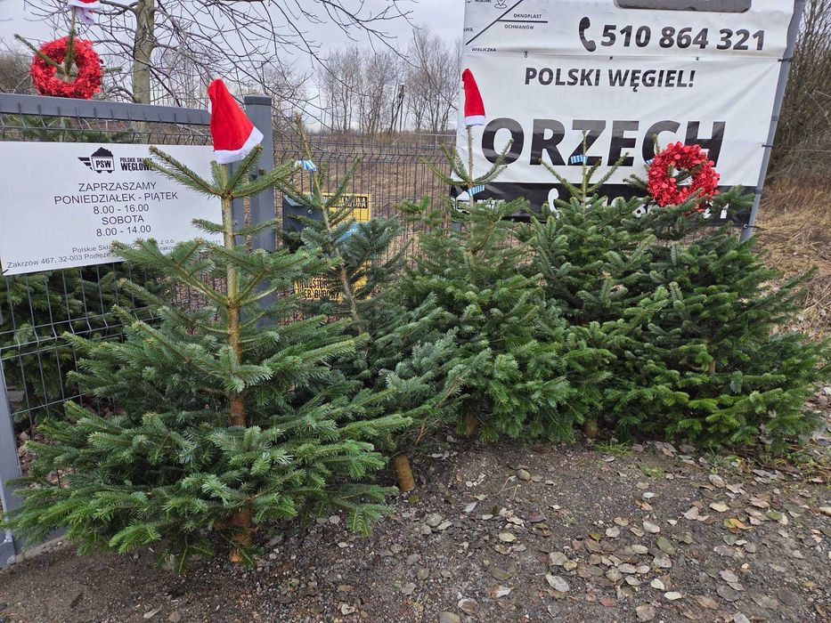 Choinki na święta – duży wybór, super ceny!