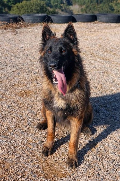 Pastor belga malinois