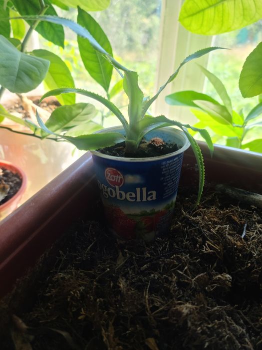 Лимони кімнатні великі