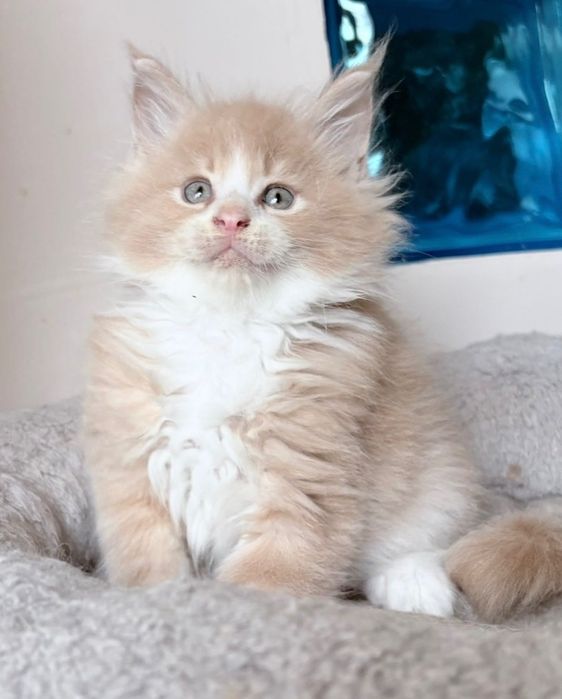 Maine Coon - Piękny kocurek !