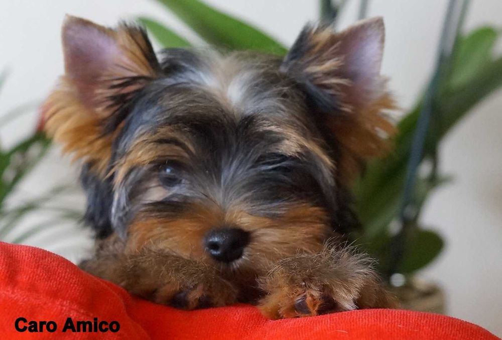 Yorkshire Terrier  -FCI ZKwP