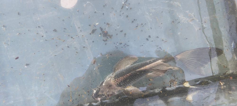 Carpa koi preta e dourada
