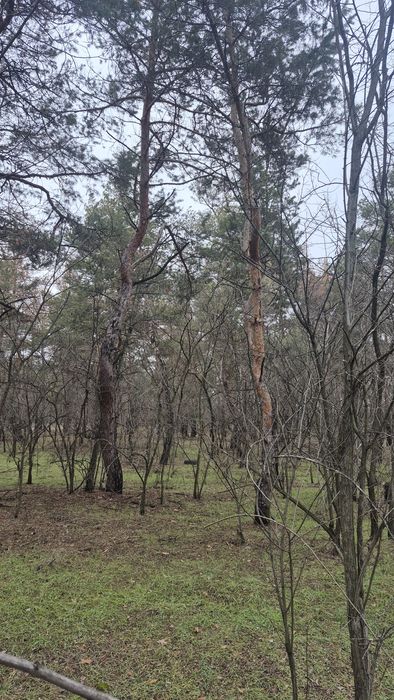 Обуховка, участок в лесу среди сосен