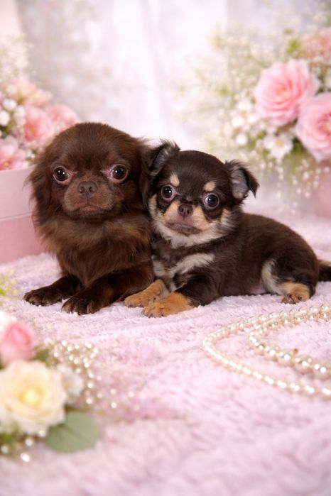 Шоколадний супер хлопчик. Чихуахуа