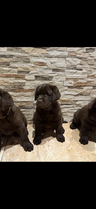 Szczeniak labrador retriever suczka