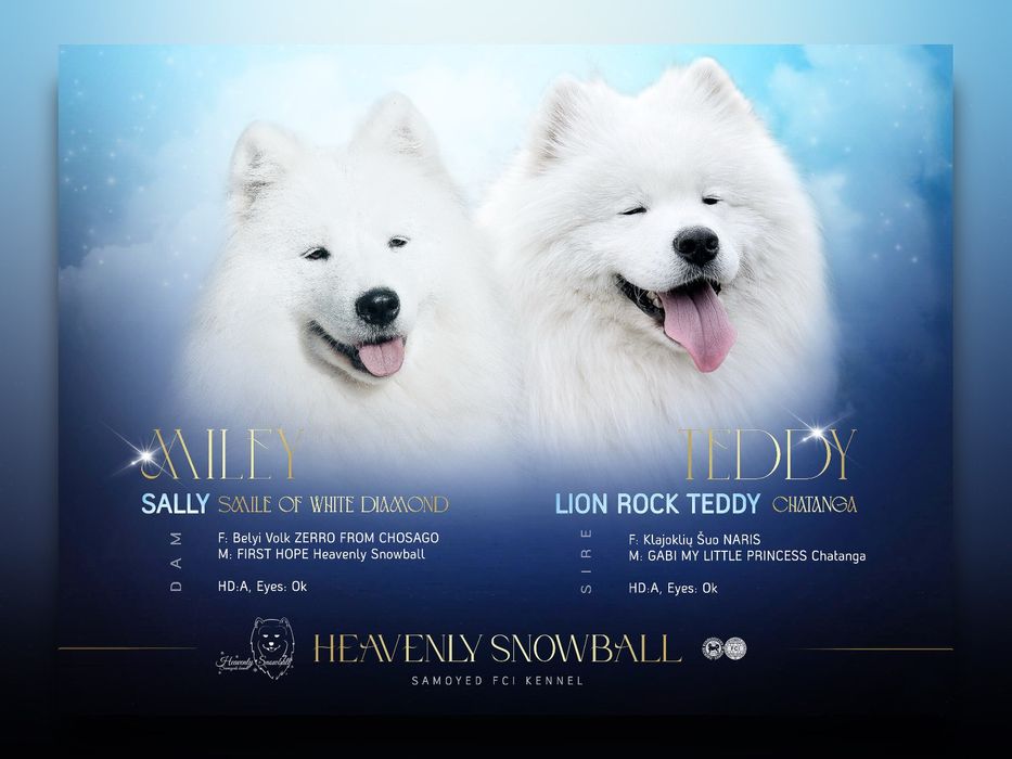 Samoyed ZKwP FCI
