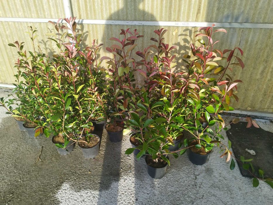 Pothinias  para venda