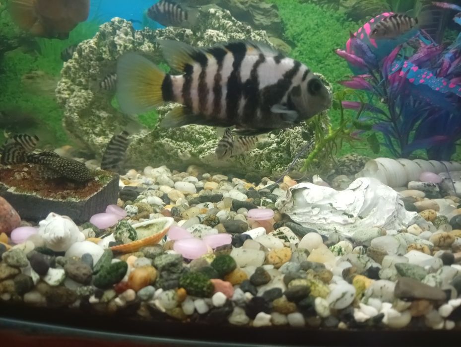 Zamienię się rybkami