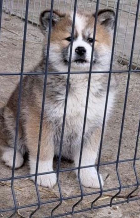 W dalszym ciągu szukam od 2023r