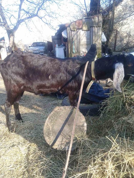 Нубійський 100% козел