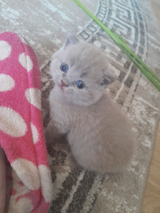 Продам шотландських кошенят