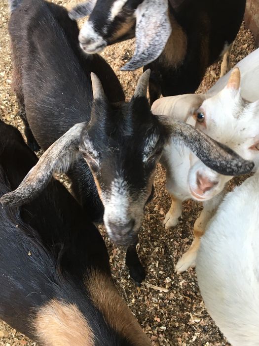 Козочкии козлята