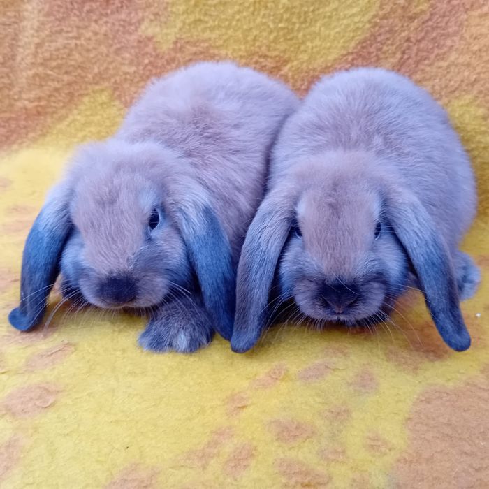 Króliki miniaturki Baranki Teddy samczyki GRUDZIĄDZ