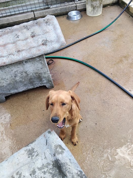 dou cachorro cruzado lavrador com golg