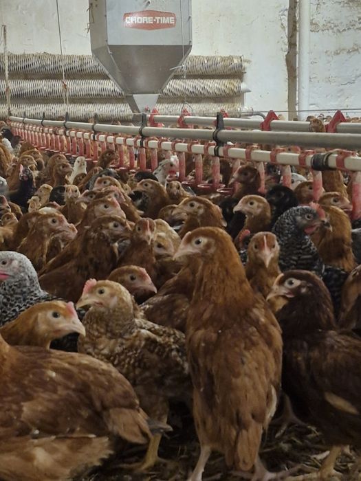 Młode Kury ROSA - Połaniec możliwy dowóz!!!