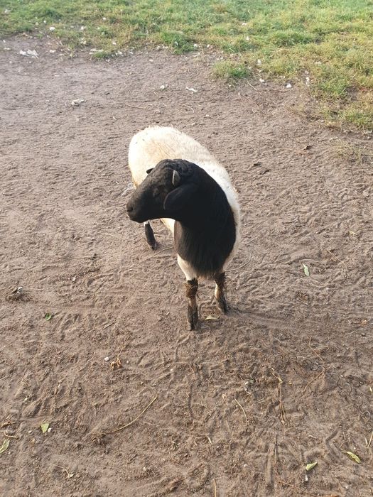 Sprzedam barana Dorpera